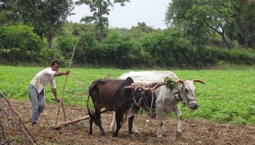 ग्रामीण भारत के 56 प्रतिशत परिवारों के पास कोई खेती की ज़मीन नहीं है। चित्र: मनु मुदगिल