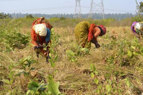Women harvesting a small millet from the farm which was earlier infested with Lantana