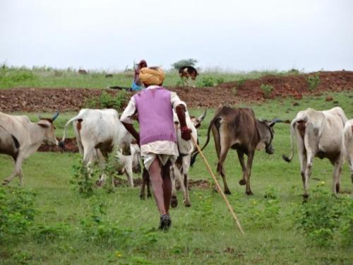 A herder taking his cows away from the enclosed pasture area in Rajasthan.