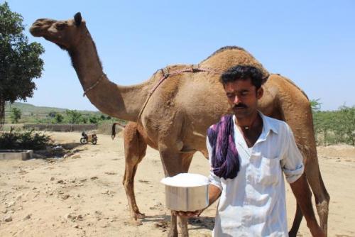 Fresh camel milk in Kutch region of Gujarat. Photo from Sahjeevan.