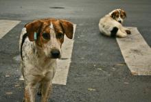 Millions of homeless dogs die every day in India. Source: Wikimedia Commons