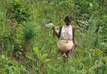 A Dongria Kondh girl collecting forest food in Niyamgiri Hills. Source: Rita Wilaert/Flickr