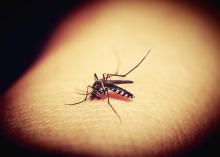 Malaria, at one time a rural disease has diversified into various ecotypes. Source: Pixabay