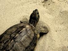 Sarnath turtle